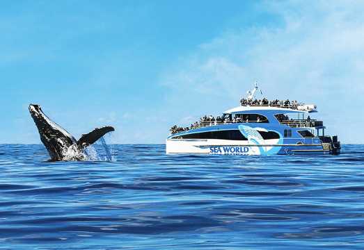 Sea World Whale Watch Cruise in Gold Coast AUD 78.27