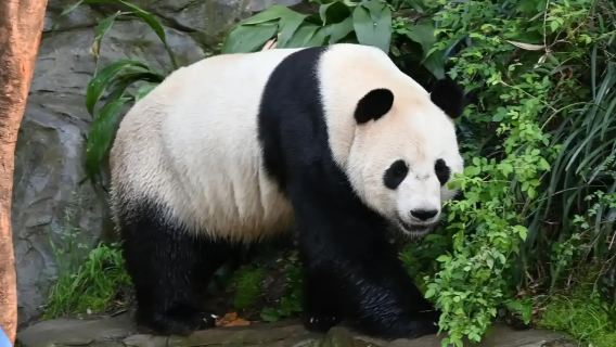 Nanjing North City Leisure 1-day Tour - Nanjing Hongshan Forest Zoo + Xuanwu Lake + Jiming Temple + Ming City Wall