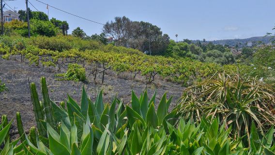 Gran Canaria: Winery Tour, Wine Museum, and Tasting