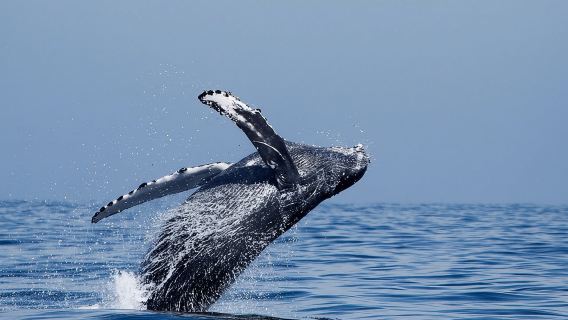 Two-Hour Luxury Whale Watching Tour from Oceanside