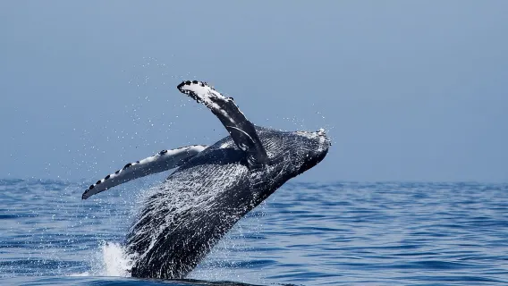 Two-Hour Luxury Whale Watching Tour from Oceanside
