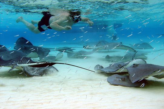 Starfish Point、Stingray City 與珊瑚花園 (3 站探險之旅)