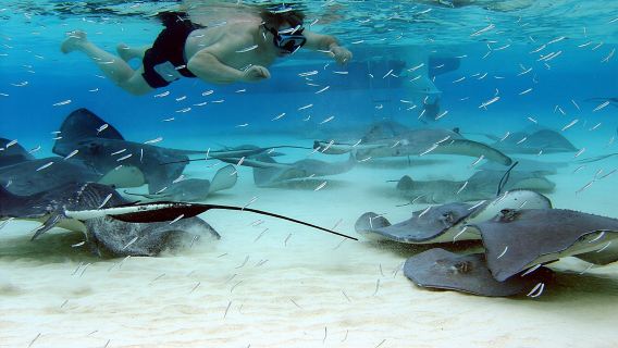 Starfish Point, Stingray City & Coral Garden (3-STOP Adventure)