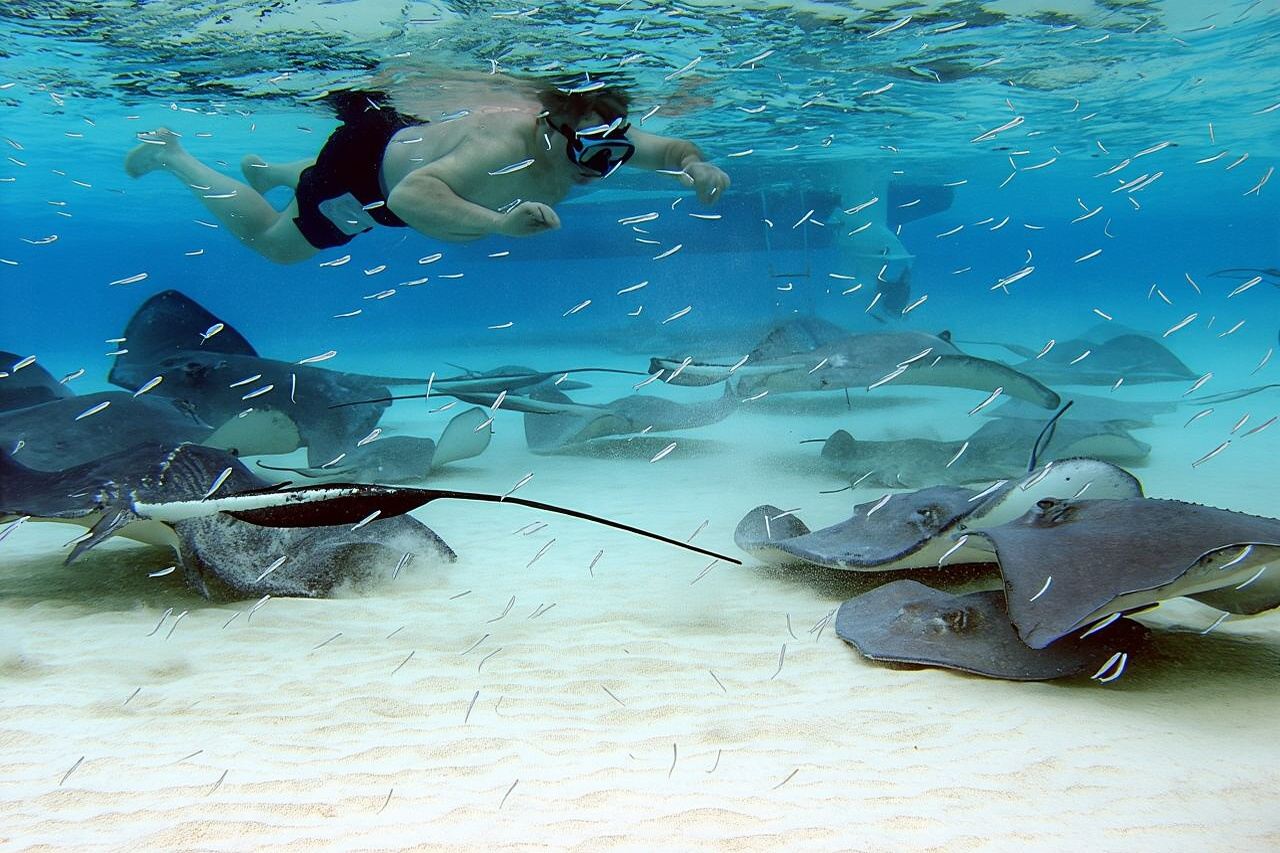 Starfish Point, Stingray City e Coral Garden (avventura con 3 tappe)