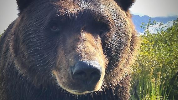 สัมผัสประสบการณ์ธรรมชาติ สัตว์ป่า และธารน้ำแข็งจากแองเคอเรจ