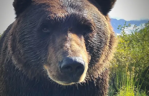 從安克拉治出發，體驗荒野、野生動物和冰川。