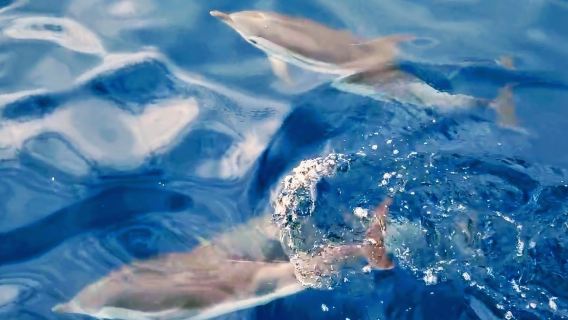 Taormina: Sunset Dolphin Tour + Aperitif