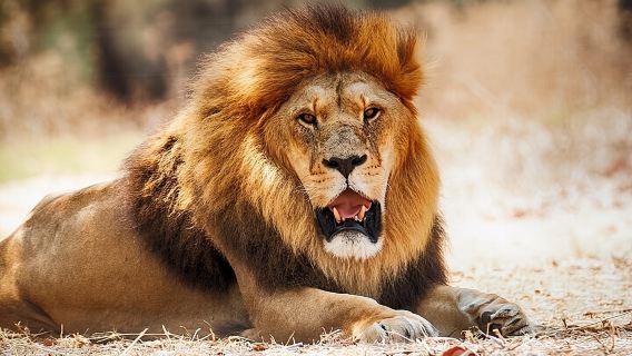 Taman Negara Nairobi 6 pagi Memandu Permainan Menyertai Kumpulan