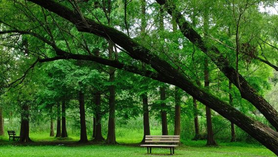 Taman Hutan Gongqing + Taman Luxun + Jalan Duolun + lawatan sehari Jalan Tianai