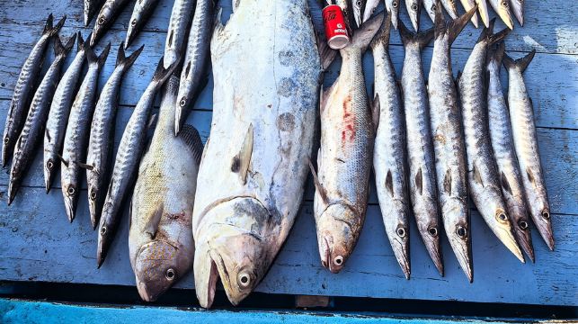 芭堤雅海釣包船出海釣魚專業釣魚船休閒釣魚專業船長