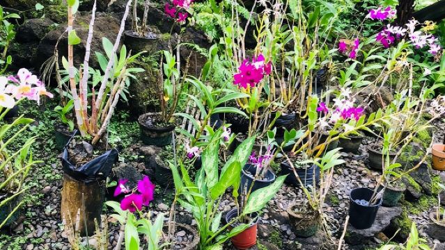 Entdecke die Nadi-Tour