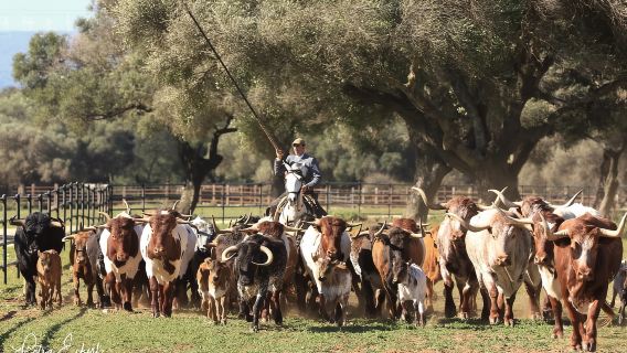 Cadiz: Pertunjukan Kuda dan Banteng Andalusia di Pedesaan