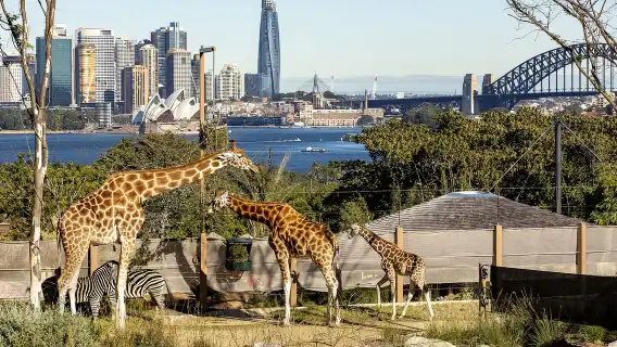 Sydney: Taronga Zoo Ticket with Return Ferry