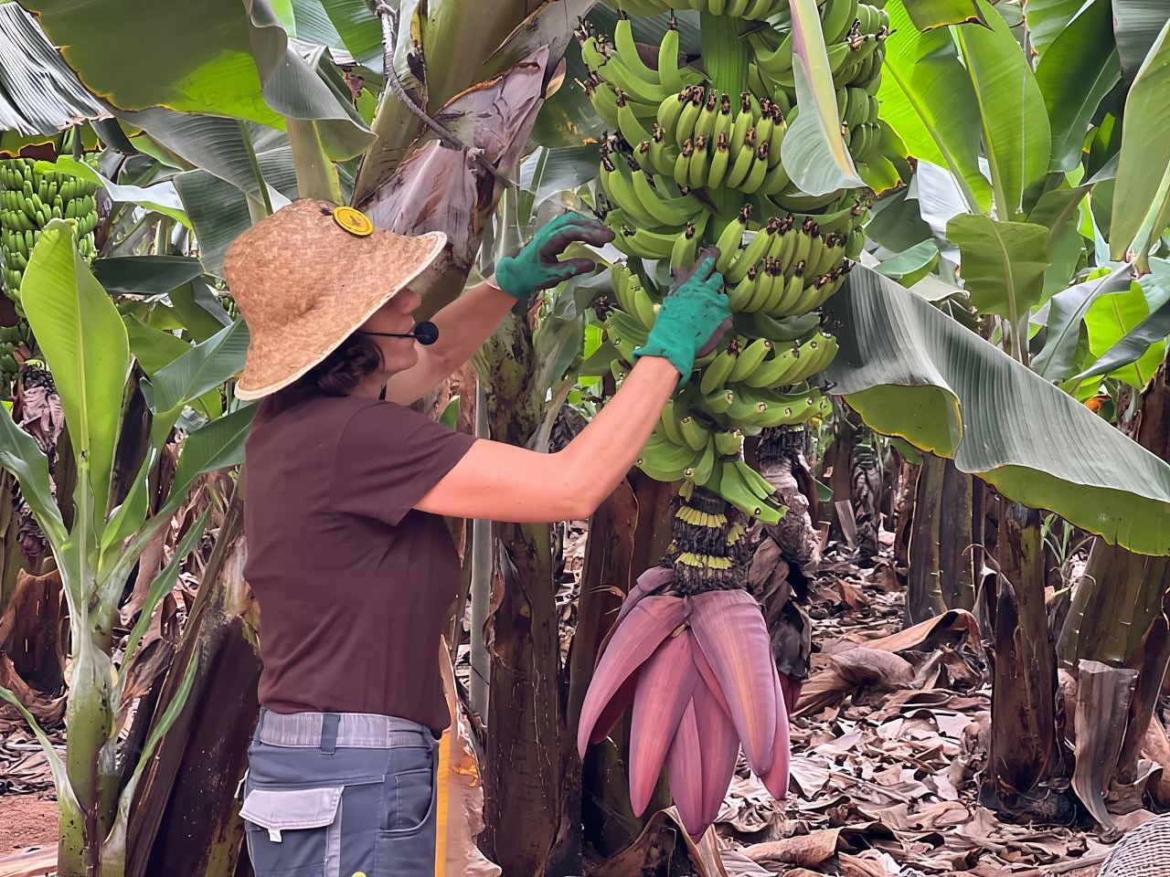 Tenerife: esperienza nella piantagione di banane Finca Las Margaritas