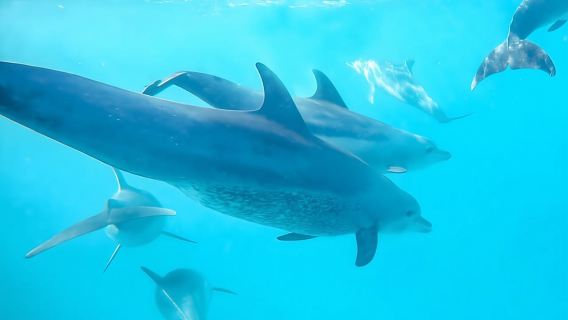 Zanzibar: tour di snorkeling e avvistamento delfini all'isola di Mnemba