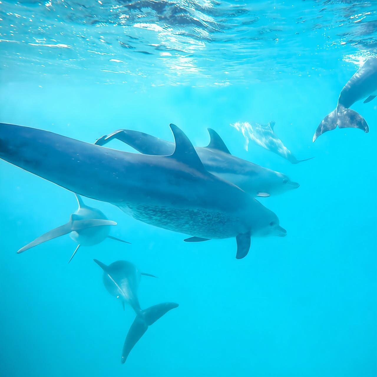 Mnemba Island: Swimming with Dolphins & Snorkel Experience