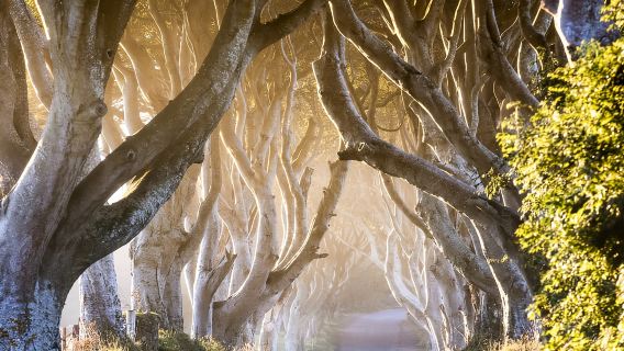 จากเบลฟาสต์: ไจแอนต์คอสเวย์และประสบการณ์ไททานิค เบลฟาสต์