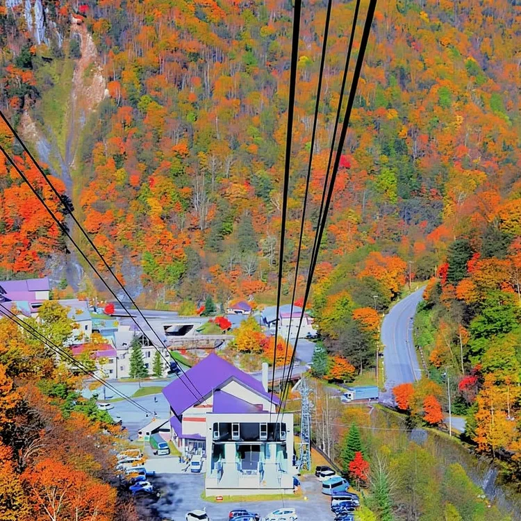 Hokkaido│Kurodake Ropeway, Asahiyama Zoo Autumn Leaves Tour