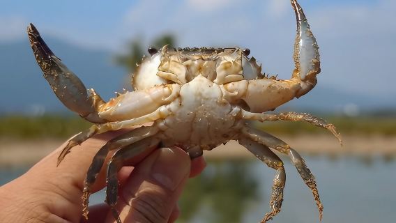 Sanya Beachcombing Experience (Optional Locations: Haitang Bay/Dadonghai Beach/Xiaodonghai Bay/Yalong Bay + Collecting Ocean Treasures + Beachcombing Adventure + Safe Beachcombing Equipment)