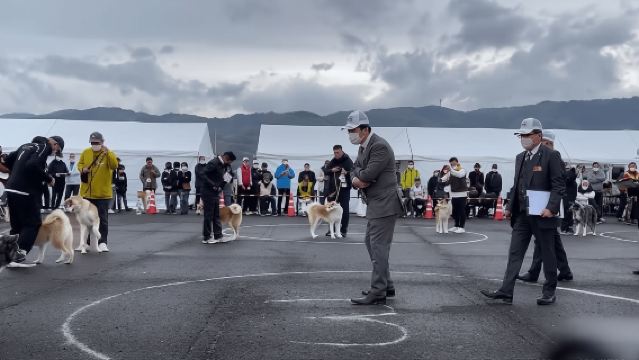 Akita: AKITA DOG DAY! Ein Tagesausflug mit öffentlichen Verkehrsmitteln