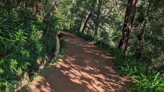 フンシャル発: ピコ・アリエイロの日の出とオプションの朝食