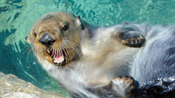 Entrée à l'aquarium de New York