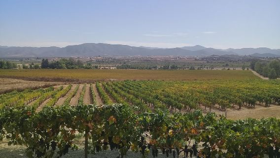 wine tours and driver service through valle de guadalupe, Ensenada B.C. Mexico