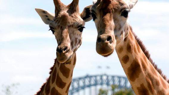 Eintrittskarte für den Taronga Zoo inklusive Sydney Harbour Ferry