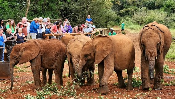 Elephant Orphanage, Giraffe Centre& optional Nairobi NationalPark