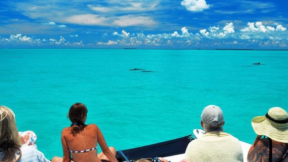 Key West Dolphin Watch and Snorkel Tour - Eco Adventure