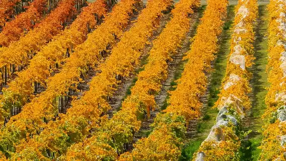 Wine Tour with Wine Tasting from Wanaka