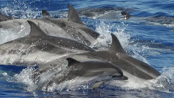 Dolphin and Whale Cruise in Puerto Rico, Gran Canaria