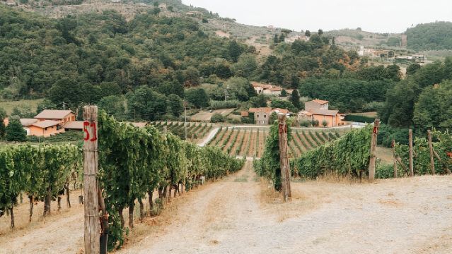 Lucca: Wine Tasting Experience - Tenuta Adamo Winery