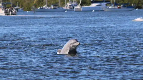 ทัวร์ชมโลมาและเที่ยวชมหาดฟอร์ตไมเออร์ส พร้อมอาหารว่าง