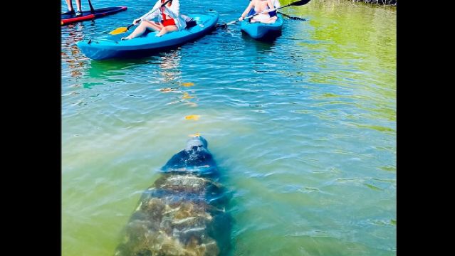 Dolphin, Manatee and Sea Turtle Kayak Adventure 