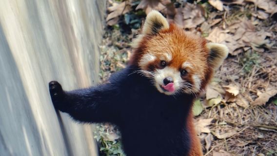 Chengdu Research Base of Giant Panda Breeding + Dujiangyan 1-day tour [includes private charter + admission ticket]