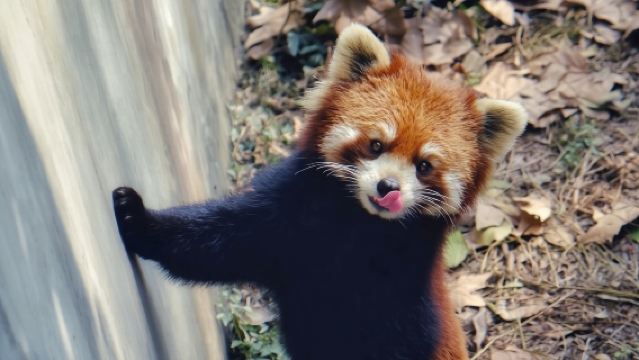 1-Day Tour to Panda Valley and Dujiangyan (Private Tour + Private Charter Included + Admission Ticket Included + 1-on-1 Guide)