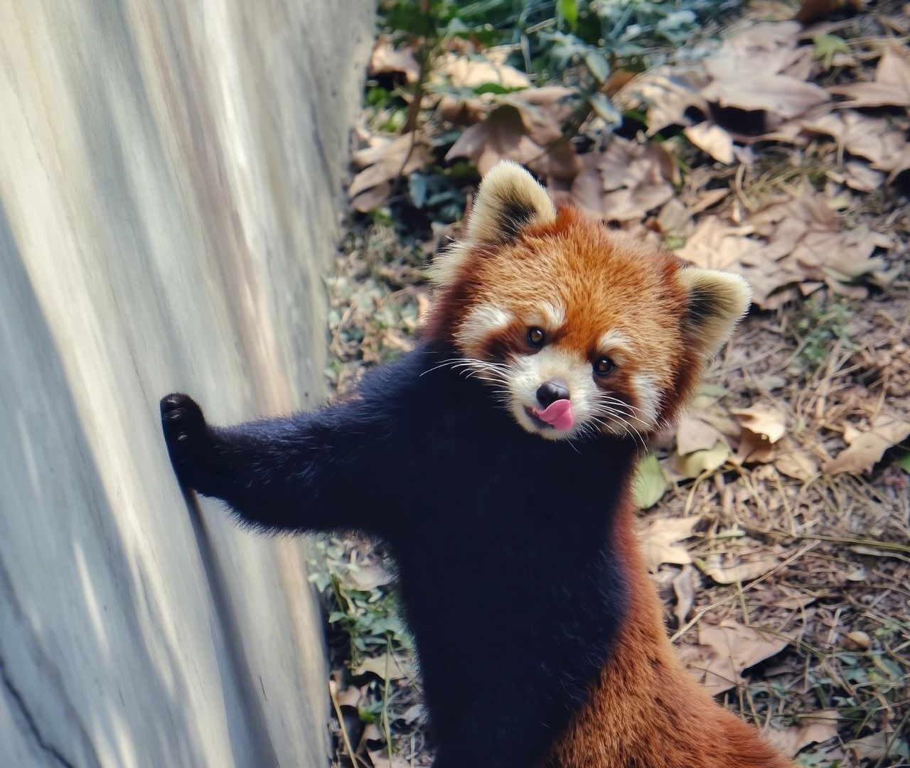 Chengdu Research Base of Giant Panda Breeding + Leshan Giant Buddha 1-Day Tour [Private Tour + Includes Admission Ticket and Guide]