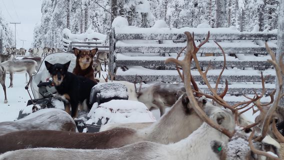 Rovaniemi: Private reindeer farm visit & culture experience