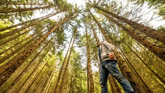 從舊金山出發：繆爾森林導覽遊