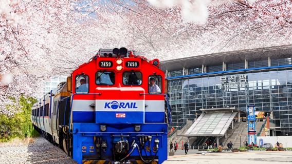 [Busan Departure] Jinhae Romantic Cherry Blossom Avenue One-Day Tour