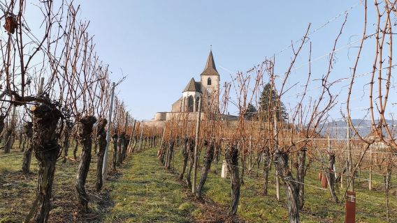 Alsace: Half-Day Wine Tour from Colmar