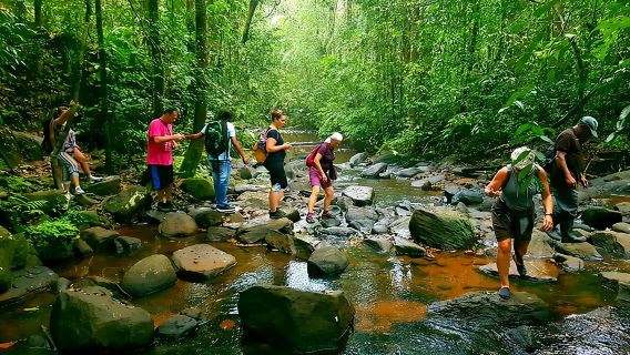 Sri Lanka Sinharaja Rain Forest Tour with Transport
