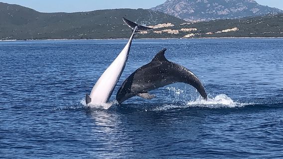 Dolphin Watching Tour - from Golfo Aranci