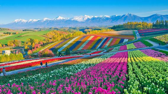 홋카이도 비에이·후라노 1일 투어 │ 9인 소그룹 또는 버스 투어 │ 호텔 픽업/샌딩 가능