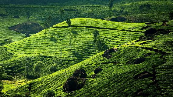 kochi to munnar A Private guided fullday tour with hotel pickup