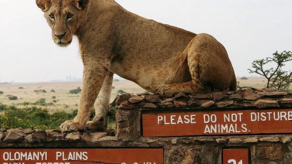 Escursione di un giorno al Parco Nazionale di Nairobi, al Giraffe Center e all'Orfanotrofio degli elefanti da Nairobi