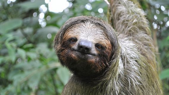 La Fortuna: Lawatan Terapung Safari Hidupan Liar Sungai Peñas Blancas
