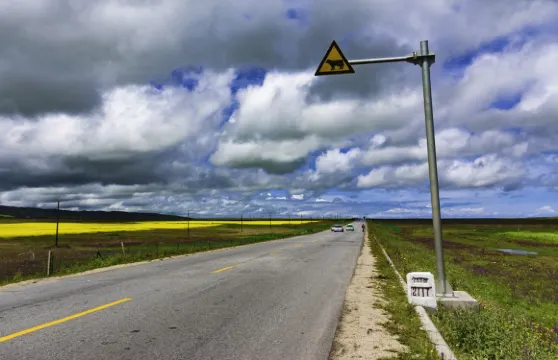 【環遊青海湖】黑馬河+環湖西路+網紅斷崖+觀賞湟魚洄遊一日遊