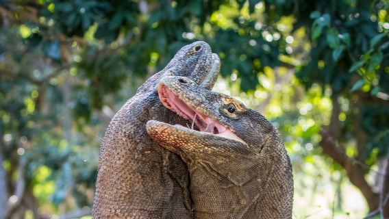Komodo-Tagestour mit dem Schnellboot ab Labuan Bajo